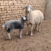 میش بره دار درجه ۱