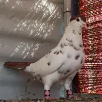 کفتر معاوضه با انگشتر