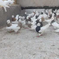 طوقی|پرنده|تاکستان, |دیوار