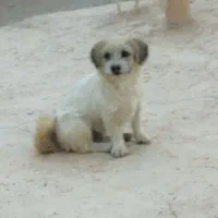 فروش