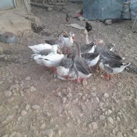 بوقلمون  محلی و غاز|حیوانات مزرعه|اندیمشک, |دیوار
