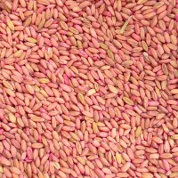 فروش گندم بوجاری شده