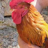 خروس محلی|حیوانات مزرعه|گلوگاه, |دیوار