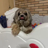 پانسیون سگ بهشت پاشا|خدمات پیشه و مهارت|چهارباغ, |دیوار