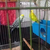 جفت مرغ عشق مولد بایه ماده طوطی عروس|پرنده|بندر ماهشهر, |دیوار