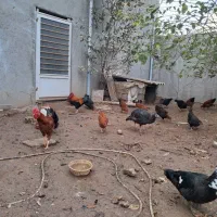 مرغ و خروس محلی|حیوانات مزرعه|گالیکش, |دیوار