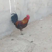 خروس عربی