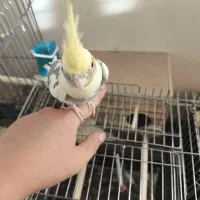 جفت عروس هلندی مولد همراه جوجه|پرنده|فردیس, شهرک هفده شهریور|دیوار