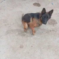 واگذاری سگ|سگ|دزفول, |دیوار