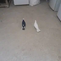 دو عدد ماده یک یک|پرنده|معصومیه, |دیوار