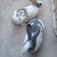 فروش یه جفت خرگوش خارجی|موش و خرگوش|بانه, |دیوار