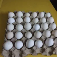 تخم مرغ گلین اصل فول ریش 20000تومان|حیوانات مزرعه|تهران, شهرآرا|دیوار