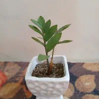 گلهای زیبا|گل و گیاه طبیعی|سنگر, |دیوار