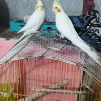 ....|لوازم جانبی حیوانات|سراوان, |دیوار