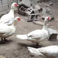 قو خاکستری و اردک خارجی|حیوانات مزرعه|ساری, |دیوار