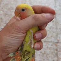 کوتوله برزیلی و فنچ نرگسی|پرنده|آستانه اشرفیه, |دیوار