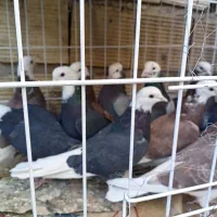 شازده ملقی|پرنده|کرمان, |دیوار