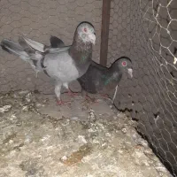 هفرنگ|پرنده|کوهین, |دیوار