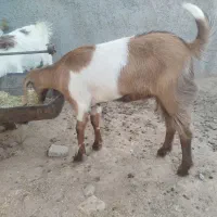 فروش کهره|حیوانات مزرعه|داراب, |دیوار