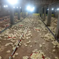 کارگر مرغداری