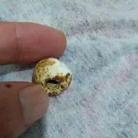 مهره.اصل|جواهرات|گنبد کاووس, |دیوار