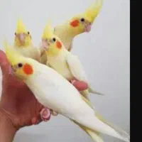 خرید فروش معاوضه انواع پرنده زینتی|پرنده|همدان, |دیوار