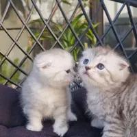 گربه خانگی اصیل|گربه|آمل, |دیوار