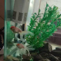 آکواریوم شرکتی|ماهی|همدان, |دیوار