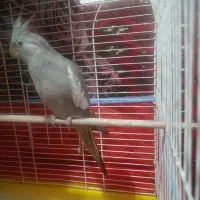 جوجه عروس وایت فیس