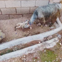 بز بیگ|حیوانات مزرعه|گتوند, |دیوار