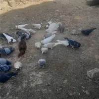 توافقی|پرنده|آبدانان, |دیوار