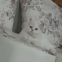 گربه پرشین چشم آبی