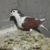 ماده چپ سرخ پاک تمیز فروشی|پرنده|تربتحیدریه, حاجی یار|دیوار