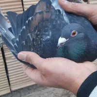 کفتر آلمانی