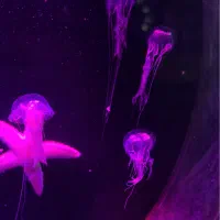 ابشور عروس دریایی