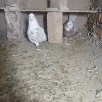 دوجفت طوقی آجری درحال تخم