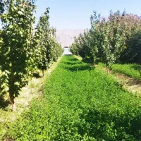 باغ ۱۸۰۰متری با آب دهدق شهرک گلستان|فروش زمین و ملک کلنگی|آباده, |دیوار