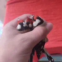 سهره نر درجه یک