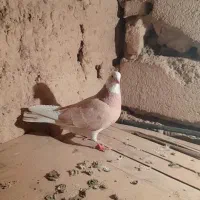 کبوتر رنگی|پرنده|شاهرود, |دیوار