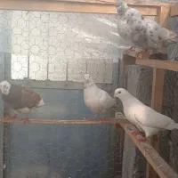 کبوترای پرشی تیر ماه|پرنده|فومن, |دیوار