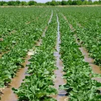 زمین کشاورزی ابی ۱۴ هزارمتر بیستون روستامال امیری