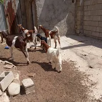 5راس بز گمشده  هرکسی پیدا کرد 50میلیون مژدگانی