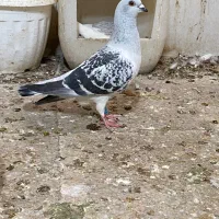 کبوترشامی پولکی ماده نوک ریزفروشی