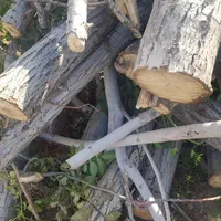 خریدار مستقیم چوب درختان میوه و تیر|خدمات باغبانی و درختکاری|ارومیه, |دیوار