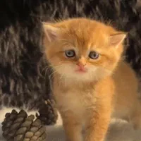 گربه چینچیلا گلد موکوتاه و موبلند|گربه|کرج, شهرک اوج|دیوار