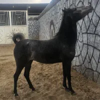 فروش مادیان کره کهندژبزرگزاد