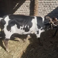 گاو ماده با گوساله|حیوانات مزرعه|دامن, |دیوار