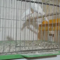 قناری سفید|پرنده|خمینیشهر, |دیوار