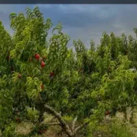 ۲۵هکتارباغ وزمین