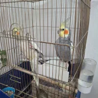 جفت عروس مولد